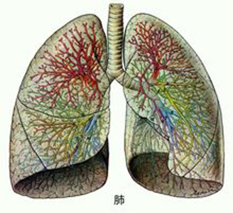 肺氣不足易氣短，人到中年要補肺