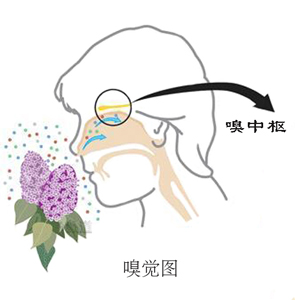 嗅覺不好，學學健鼻功