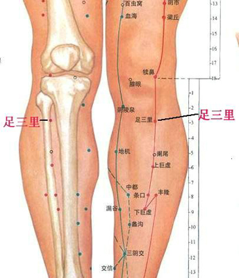 足三里穴，增強(qiáng)脾胃功能好助手