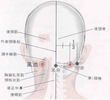 風(fēng)府穴→治頭面、五官疾病