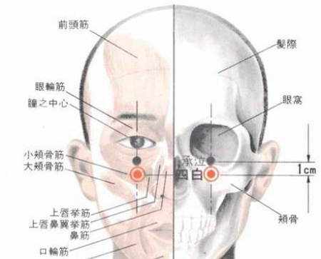 四白穴→治青光眼、近視