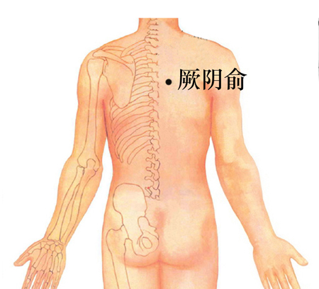 厥陰俞穴→治咳嗽、心痛