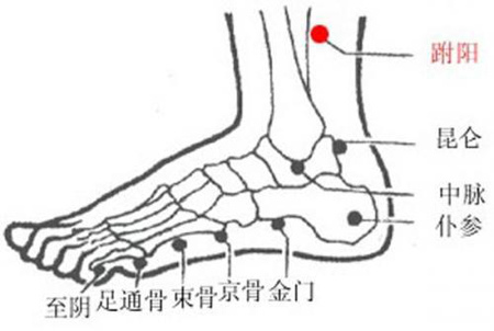 跗陽(yáng)穴→治頭痛、腰骶痛
