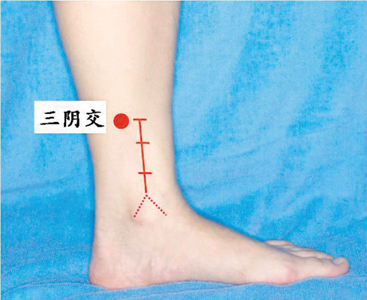 脾經(jīng)生輝，血海和三陰交是女人養(yǎng)生要穴