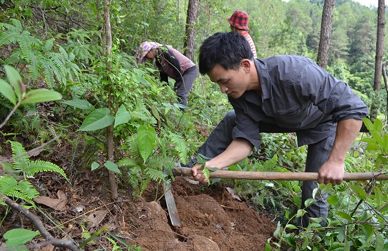 黎平中藥茯苓產業(yè)及深加工專家咨詢會在貴陽舉行