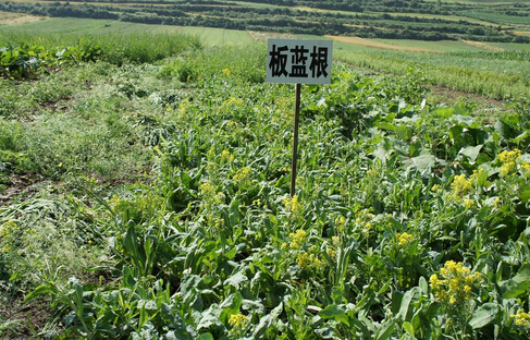 利好政策出臺 中藥材種植產(chǎn)業(yè)或迎來爆發(fā)點