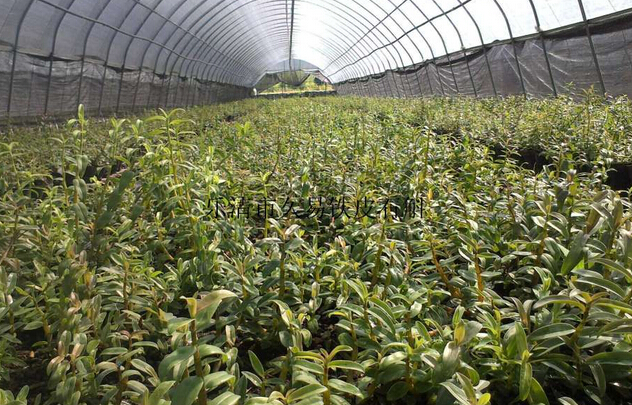 武義:標準化中藥材種植新技術(shù)推向全省