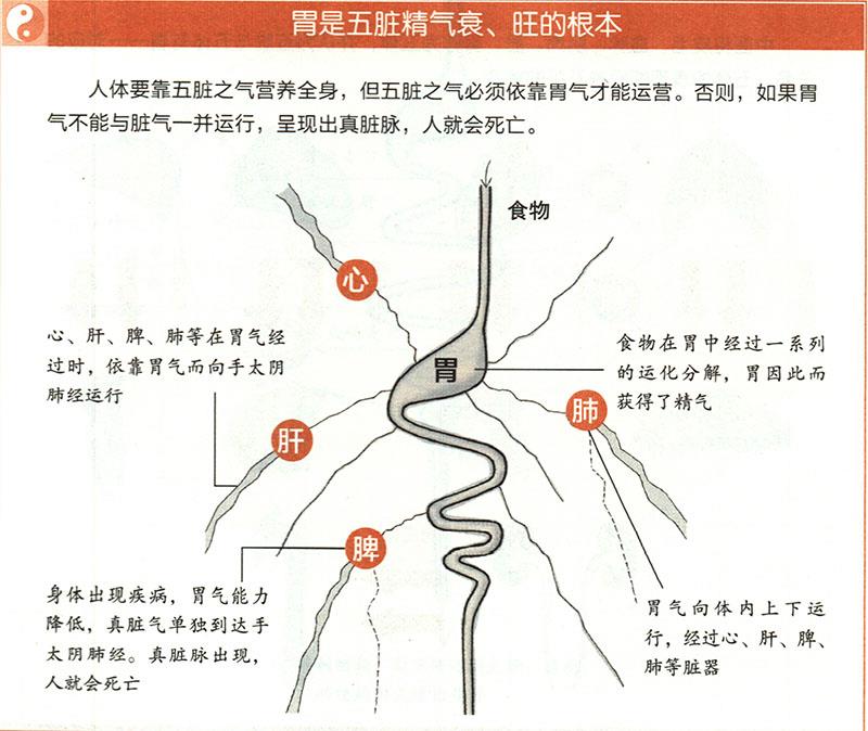 胃有什么重要性？