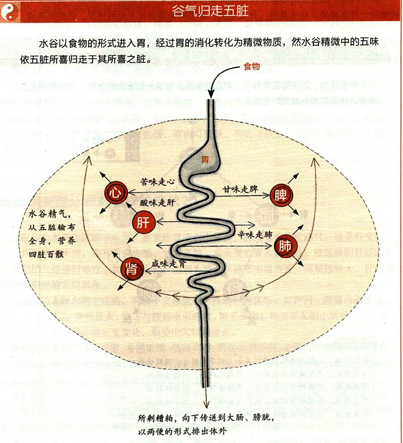 食物在體內(nèi)如何運化？