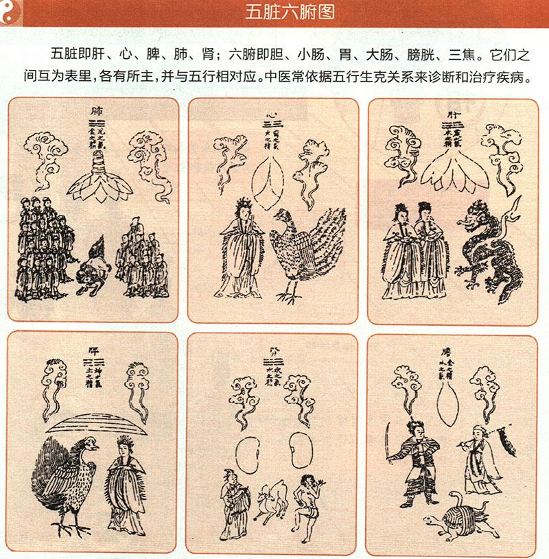 臟腑各有什么功能？