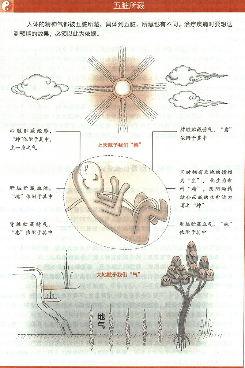 五臟所藏，所主，所傷分別是什么？
