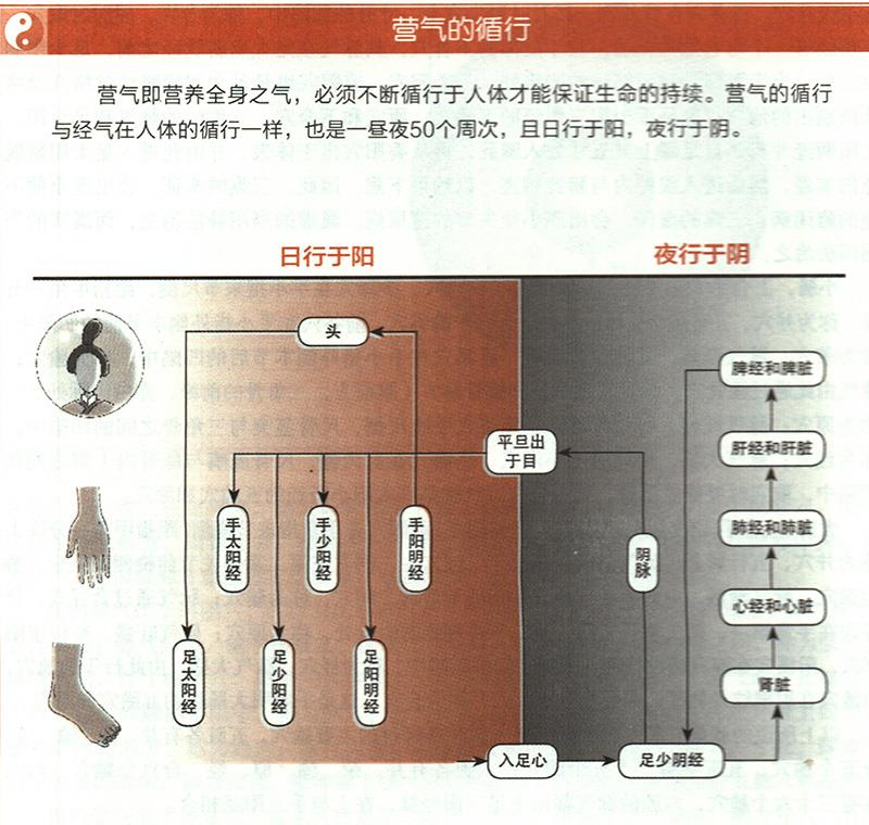 營氣在體內(nèi)是如何循環(huán)的？