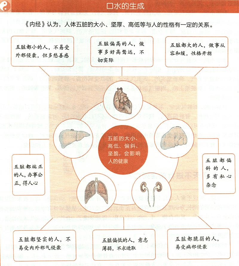 你知道自己臟腑的大小嗎？
