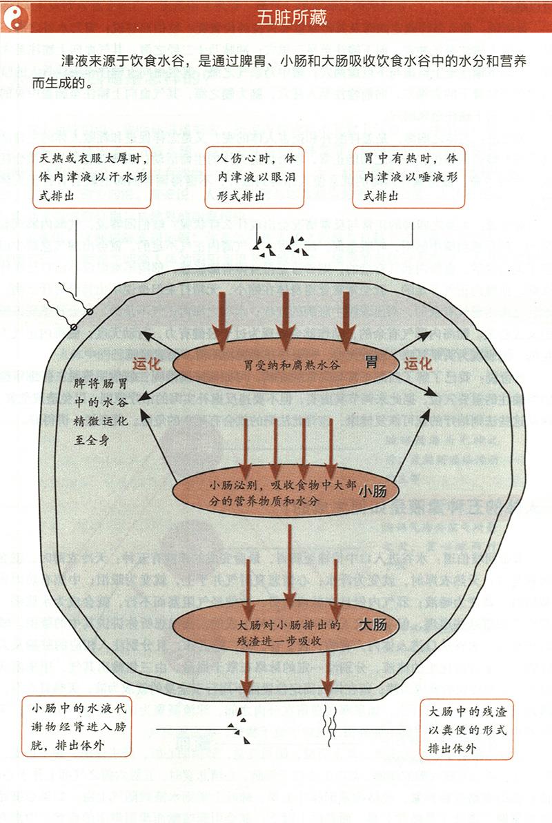 人體的五種津液是如何生成的？