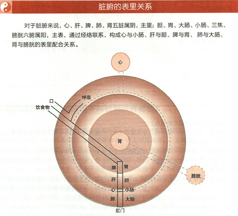 臟腑與各組織之間是什么關(guān)系？