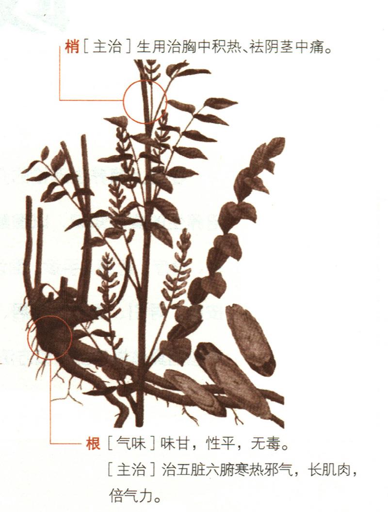 甘草具有哪些養(yǎng)生價(jià)值？