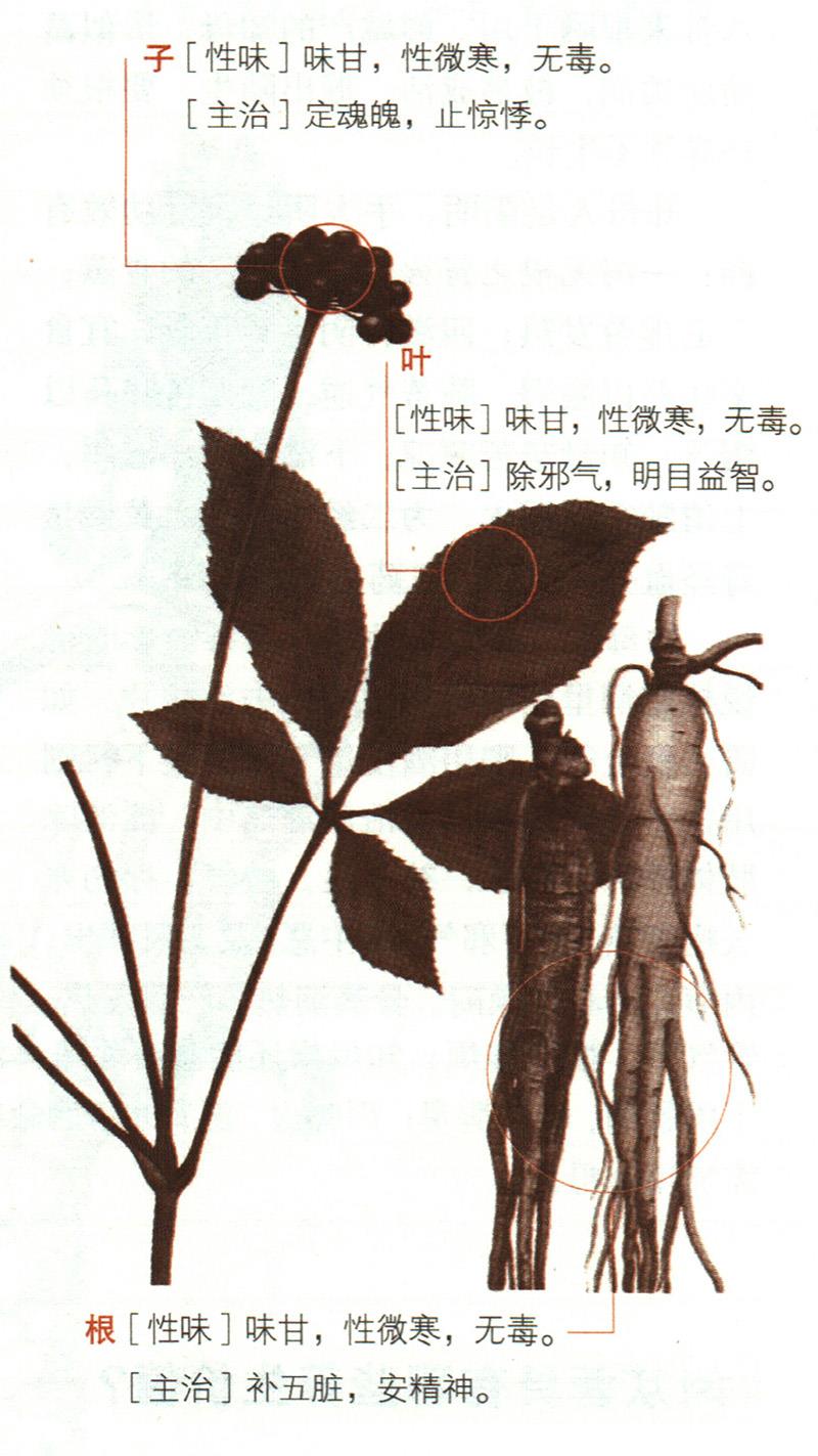 人參具有哪些養(yǎng)生價值？