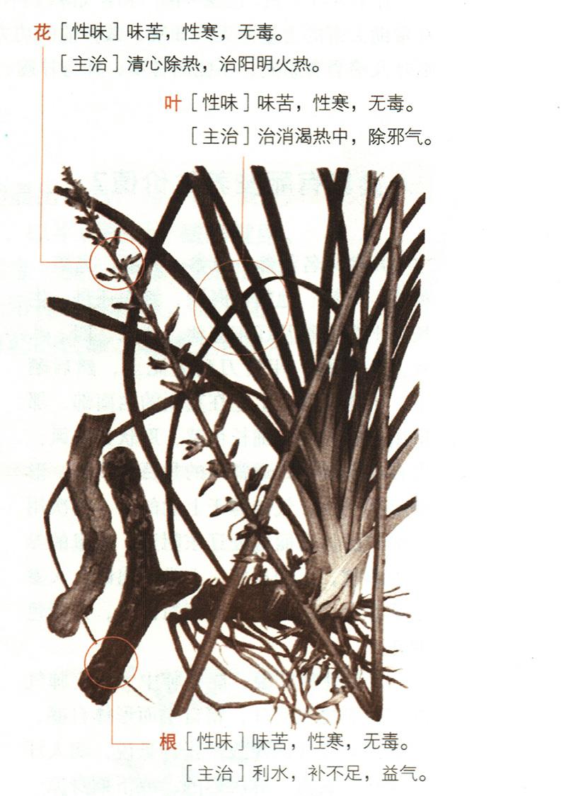 知母具有哪些養(yǎng)生價(jià)值？