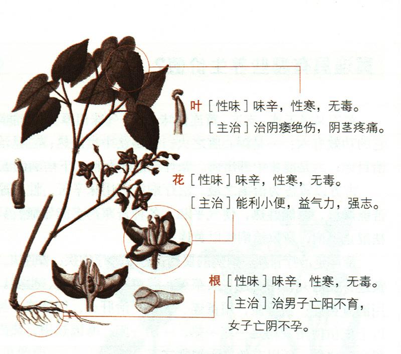淫羊藿具有哪些養(yǎng)生價(jià)值？