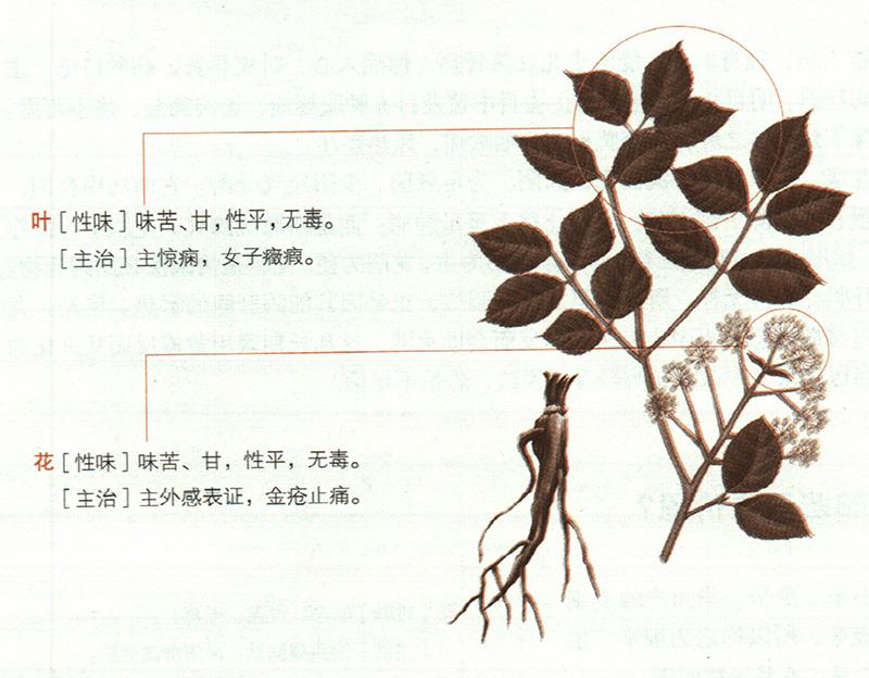 獨(dú)活具有哪些養(yǎng)生價(jià)值？