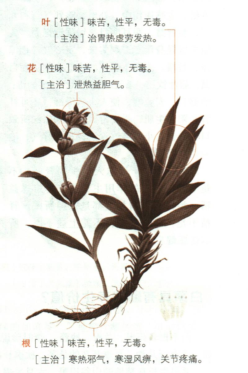 秦艽具有哪些養(yǎng)生價(jià)值？