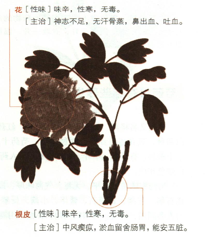 牡丹具有哪些養(yǎng)生價值？