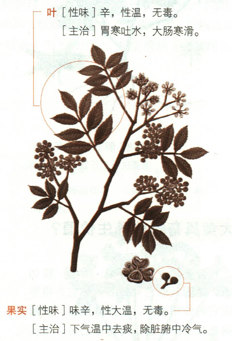 秦椒具有哪些養(yǎng)生價值？