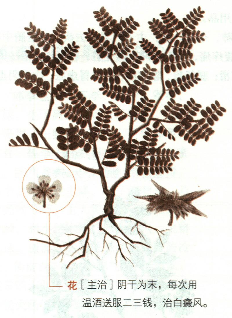 蒺藜具有哪些養(yǎng)生價值？