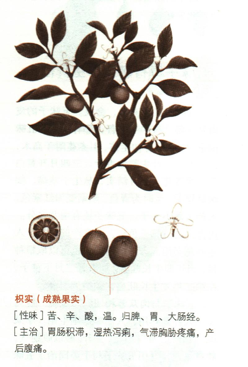 枳具有哪些養(yǎng)生價值？