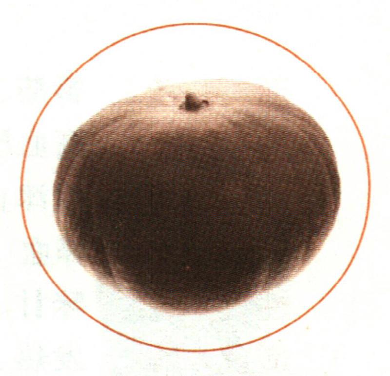 南瓜子補(bǔ)腎，效果非常好