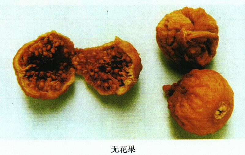 治久咳、慢性肺炎方